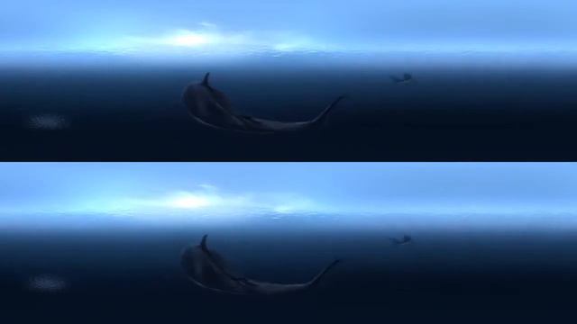 Большие белые акулы 360 видео 4K - Great White Sharks 360 4K Video смотреть онлайн