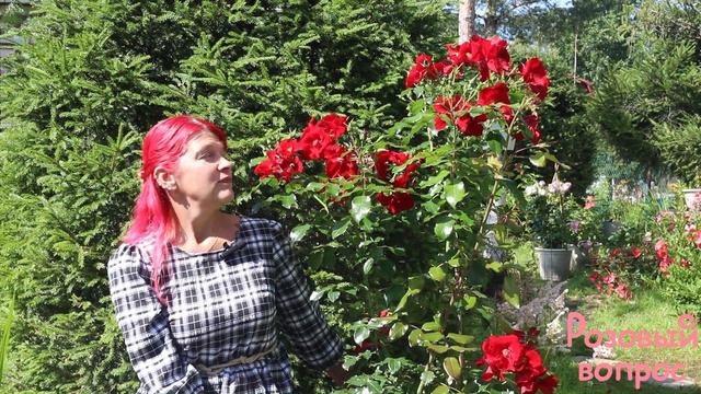 Роза Ла Росса Первое цветение смотреть онлайн
