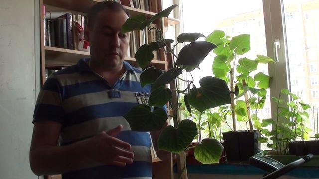 Огурец компакт дома смотреть онлайн