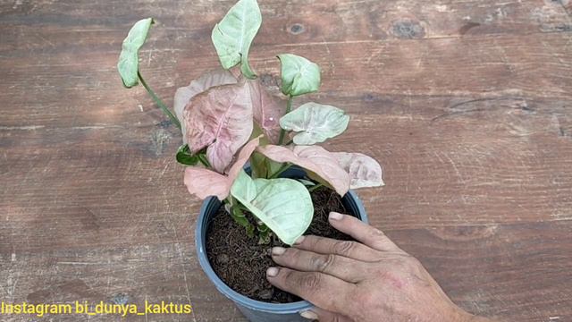 Pink Syngonium Bakımı/ Melek Kanadı Çiçeği смотреть онлайн