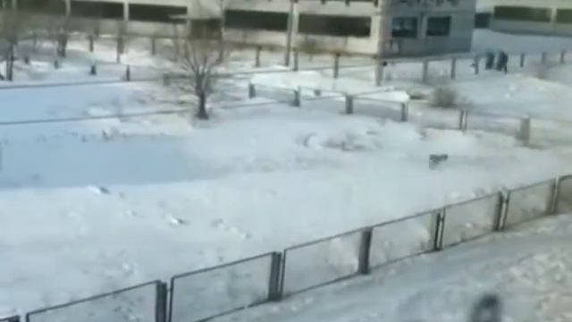 Косуля в детском саду смотреть онлайн