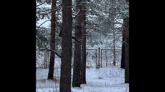 Белка и Стрелка озорная семейка ? смотреть онлайн