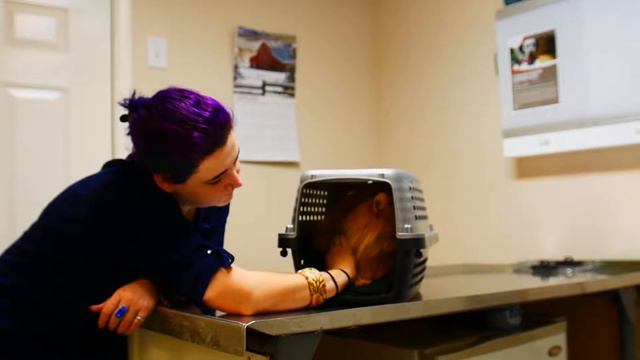Визит кота Гимли к доктору. Veterinary clinic. смотреть онлайн