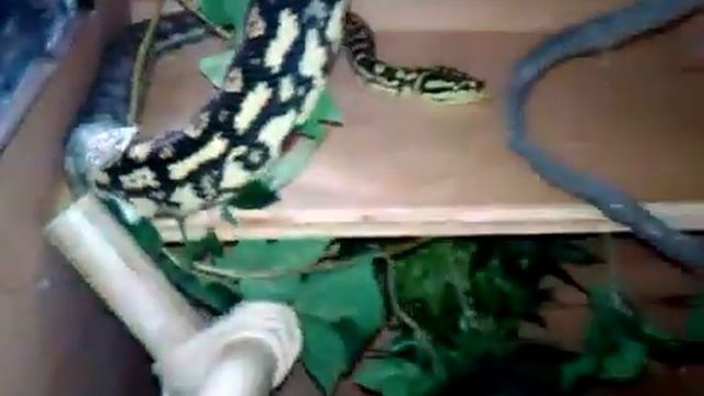 Bella, The Jungle Carpet Python x Irian Jaya, Shedding смотреть онлайн