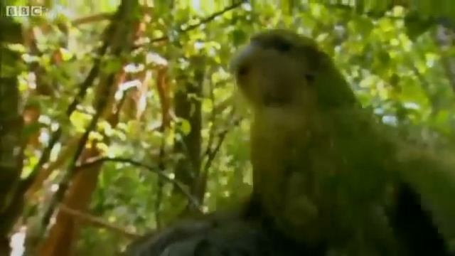 Нелетающий попугай какапо видео смотреть онлайн