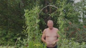 Горох Гороховое дерево Супер  горох  высотой 3 метра Super peas 3 meters