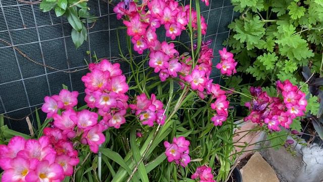 My Beautiful Freesia Single Pink Flowers смотреть онлайн