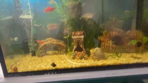 Сомы отметали икру в аквариуме