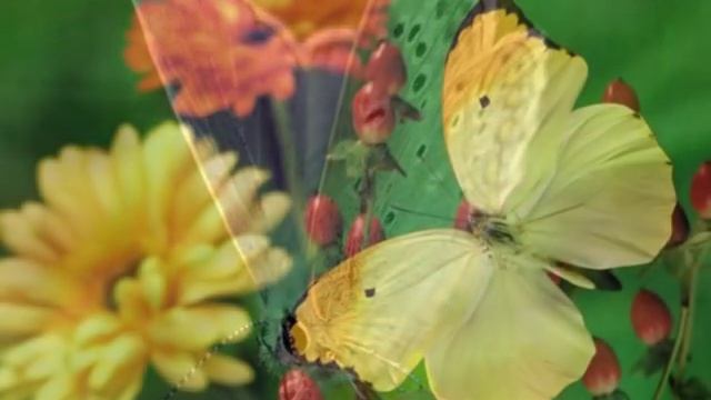 "Gato Barbieri - Butterfly" ( "Гато Барбьери - Бабочка" ) смотреть онлайн