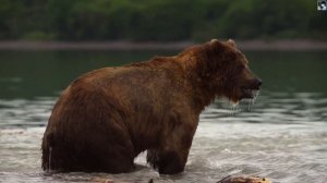 Дикие медведи Камчатки (4K)