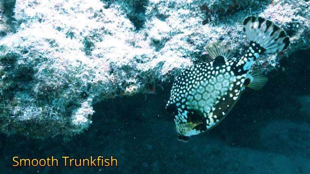 Key West Underwater Photography - 2020 Pictures смотреть онлайн