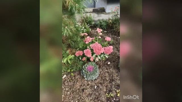 Цветёт капуста под окном... в конце сентября ?♀️ смотреть онлайн