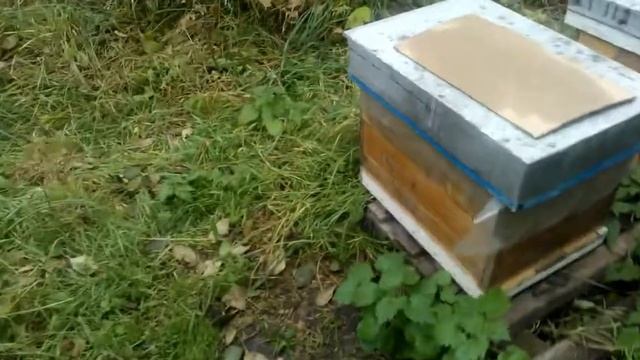 Обработка пчел Тактиком после Дым Пушки смотреть онлайн