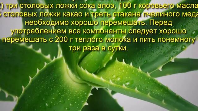 алоэ вера смотреть онлайн