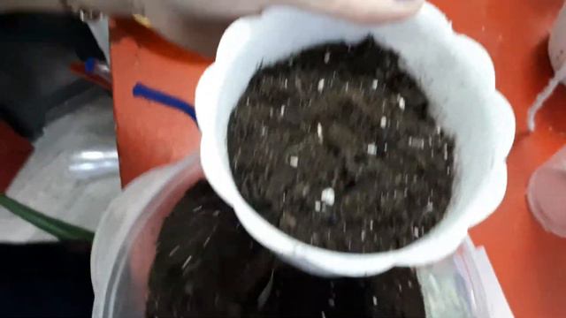 Глоксиния на фитильном поливе. смотреть онлайн