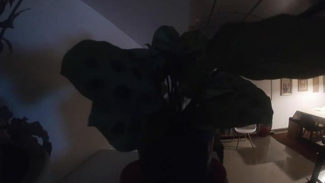 Maranta leuconeura смотреть онлайн