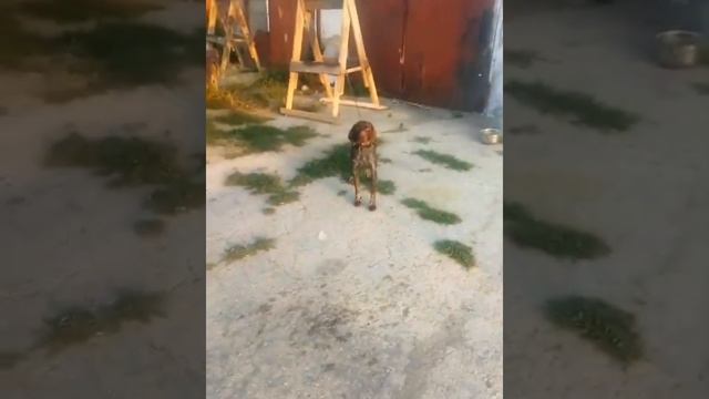 замена морды лада гранта смотреть онлайн