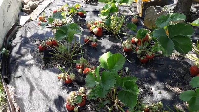 Хепил - клубника (Итальянский сорт), позднего срока созревания смотреть онлайн