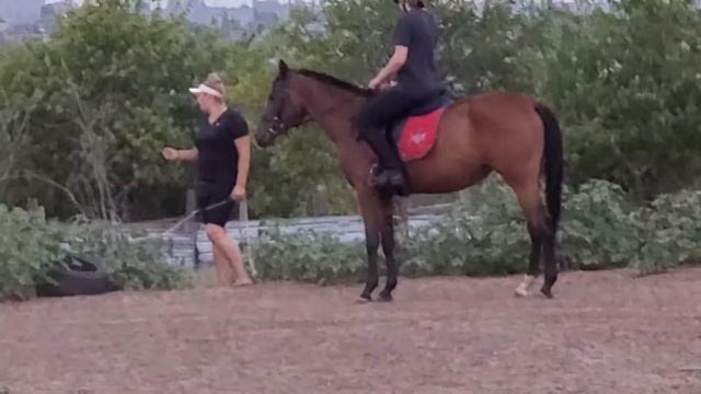 КСК Эскадрон Волгоград Фрагмент тренировки с лошадьми. Джигитовка смотреть онлайн