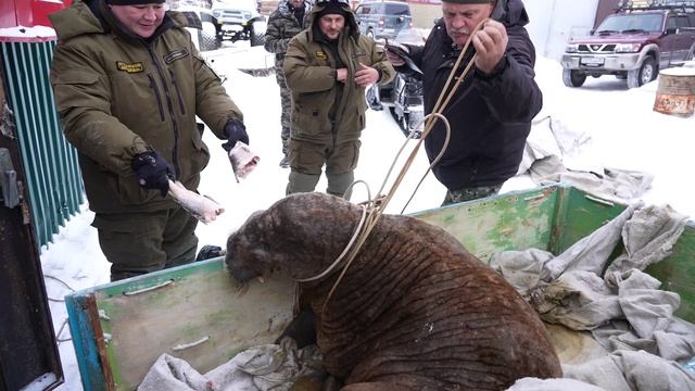 Заплывшего в Сюнай-Сале моржа доставили в Яр-Сале смотреть онлайн