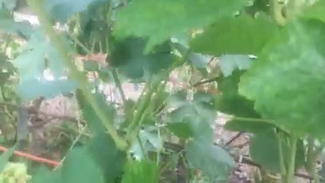 КМ Мармеладный селекции Писанки ОМ 2019г смотреть онлайн