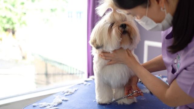LHASA APSO GROOMING ?❤️ Teddy bear style haircut!! смотреть онлайн