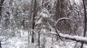 ЗИМНЯЯ ОХОТА НА СЕВЕРЕ / ПО ВОЛЧЬИМ СЛЕДАМ / ВСТРЕЧА С ВЫДРОЙ / КОМИ КРАЙ