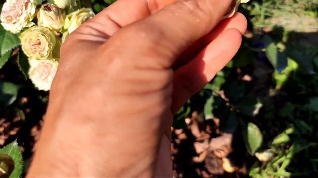 Трипсы на розах. Действенные препараты. Наблюдения, методы борьбы. Роза, трипс. инсектициды. Сад смотреть онлайн