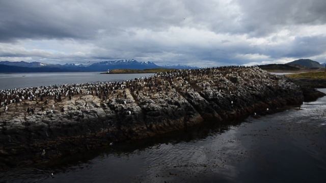 Колонии бакланов на островках в проливе Бигль смотреть онлайн