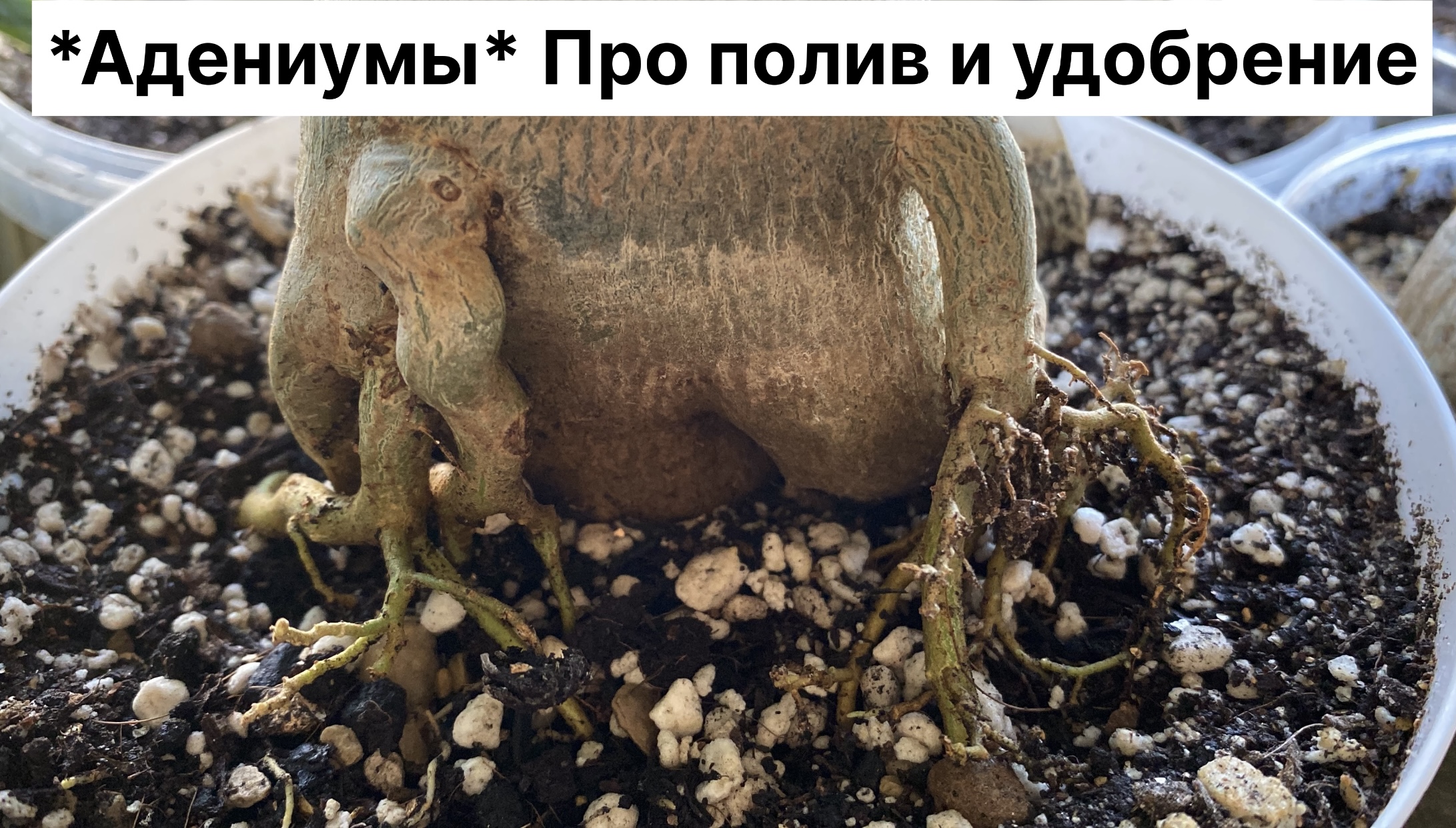 Как я поливаю и удобряю свои адениумы. Отпали опыленные бутоны. Будут ли семена? 18 апреля 2024 г. смотреть онлайн