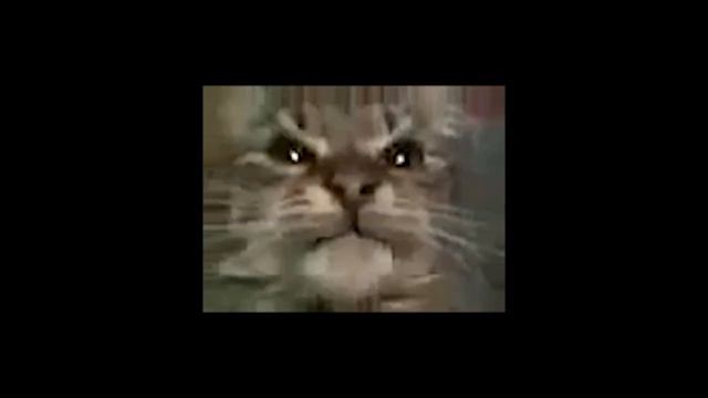 Кит ты маму мяу (вместо человеческого мав кошачий мав) смотреть онлайн