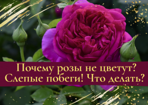 Почему розы не цветут? Слепые побеги. Что делать?