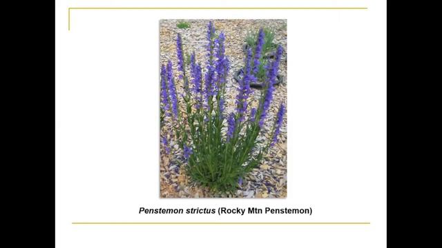 Barnyards & Backyards - Native plants for gardens смотреть онлайн