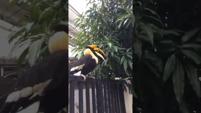 tucan.... "птица тукан" смотреть онлайн