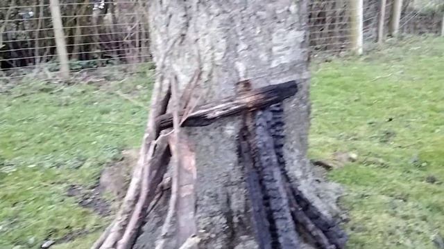 The life of a caveman смотреть онлайн