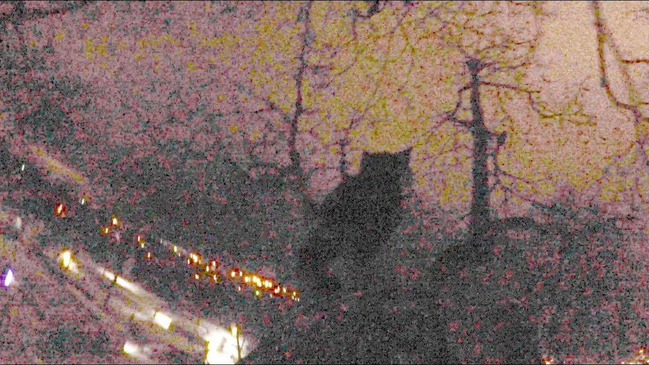 Спасли еще одного забравшегося на дерево кота. Как снять кошку с дерева. смотреть онлайн