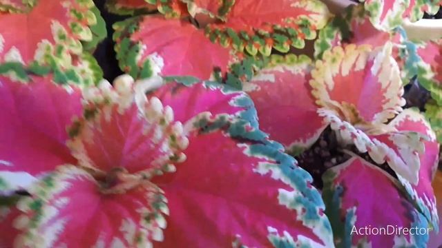 Колеусы и сеянцы в январе 2023❤?? смотреть онлайн