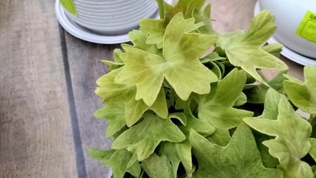 #362.Цветущие пеларгонии,сорт Fir Tris Pink Pom Pom. смотреть онлайн