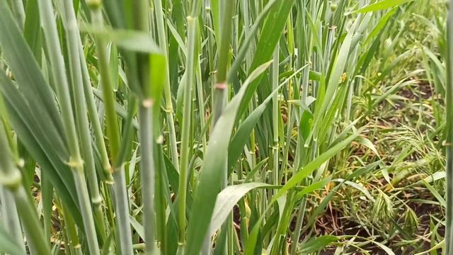 Весна 2020 года. Состояния озимого рапса и пшеницы смотреть онлайн