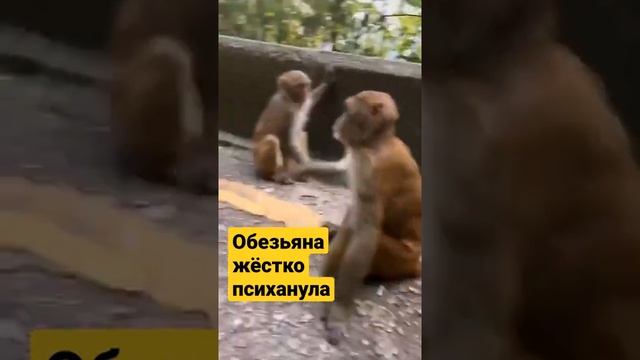 Обезьяна жёстко ПСИХАНУЛА, выкинула ребёнка.... 2021,треш смотреть онлайн