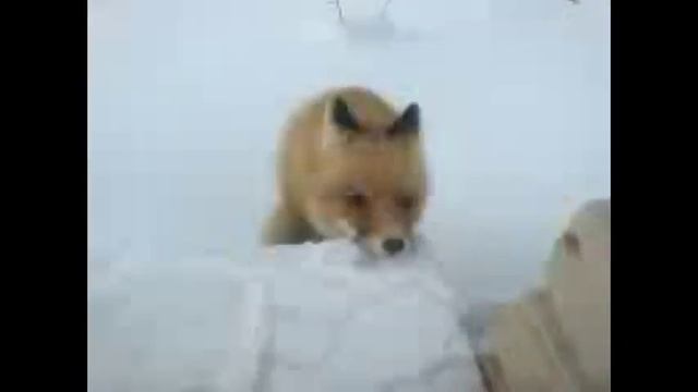 Бешеная лиса