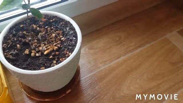 Лук на зелень за 15 дней.Лавровый куст дома. смотреть онлайн