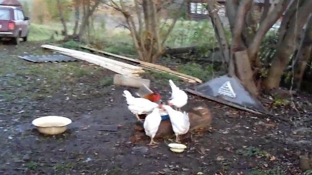 Приобрел козлика. Гуси линяют. Утро в деревне. смотреть онлайн