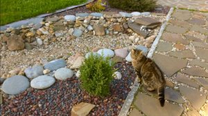 ОБЗОР УЧАСТКА В МАЕ. ГАЗОН. СИДЕРАТЫ. ЛИСТВА В РУЧЬЕ. Дачный креатив.