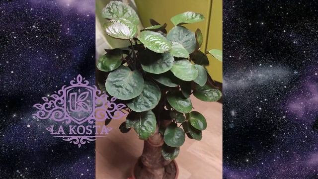 10 Полисциас Фабиан смотреть онлайн