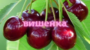 ВИШЕНКА! Нежная народная песня !.