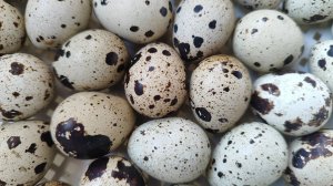 За час до вылупа перепелок!🐣 #перепелки #птенцы #инкубация #яйцо