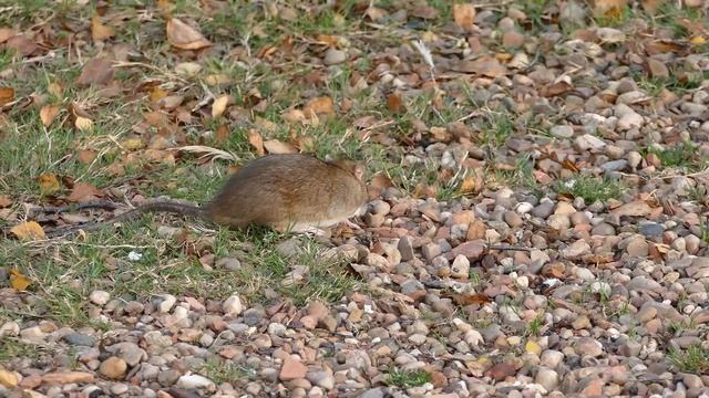 Манул ВЫМРЕТ, их осталось МЕНЕЕ 3500!!! ПОЧЕМУ? Кто виноват?  Каковы шанцы? Манул красная книга.