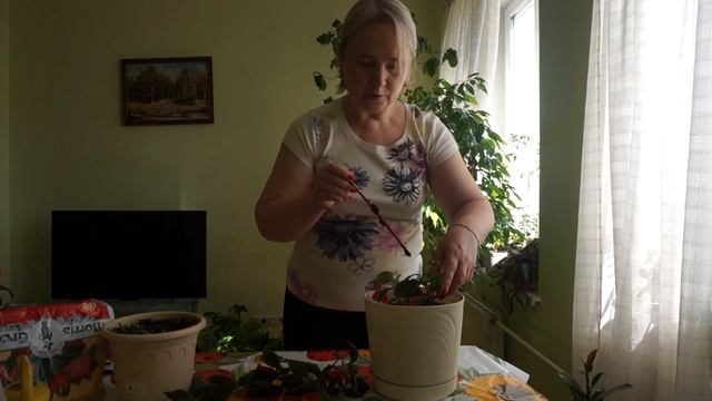 Колерия пушистоцветковая. Способы размножения колерии пушистоцветковой. смотреть онлайн