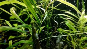 ЭХИНОДОРУС НЕЖНЫЙ. СОДЕРЖАНИЕ И РАЗВЕДЕНИЕ